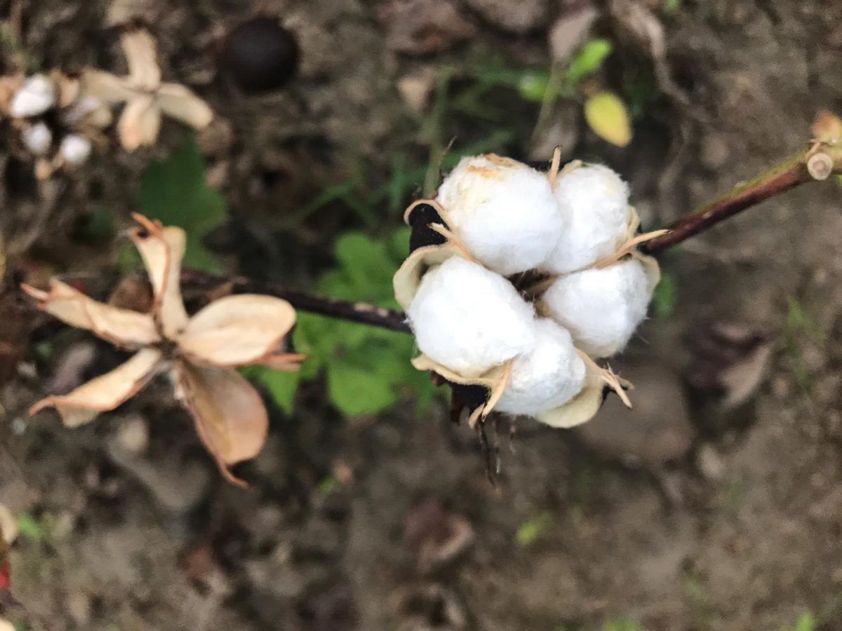 Organic cotton seed varieties available in India for first time | The ...