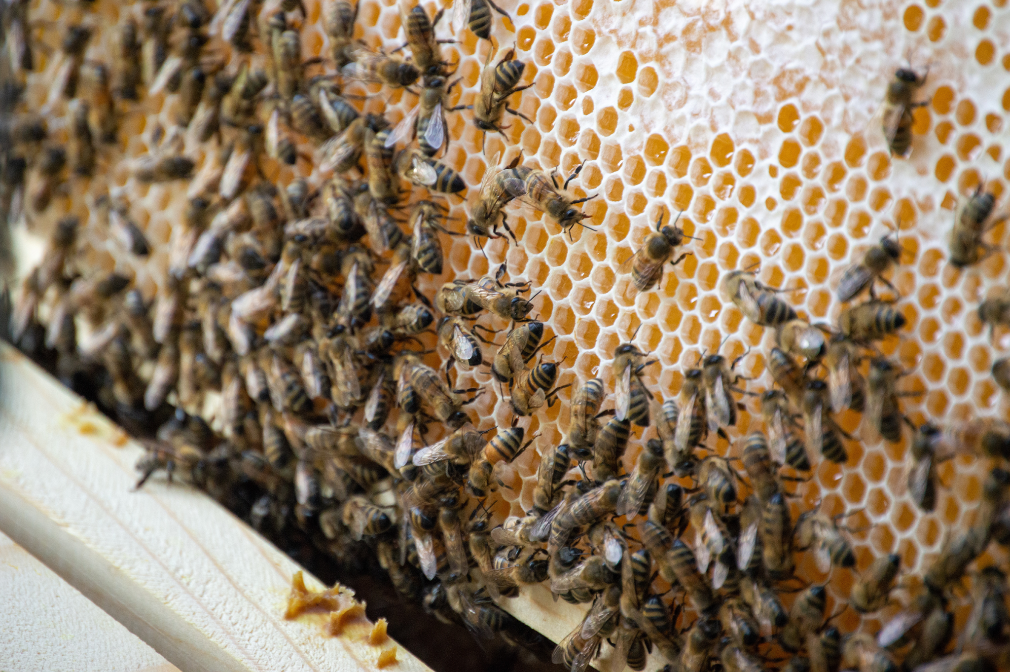 Native American tribe launches regenerative ag project to transform ...