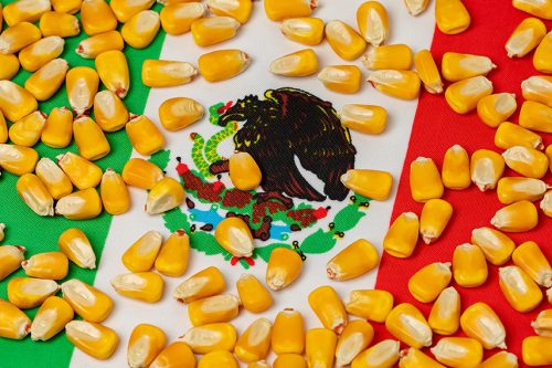 Mexico defends GM corn restrictions with science | The Organic & Non ...