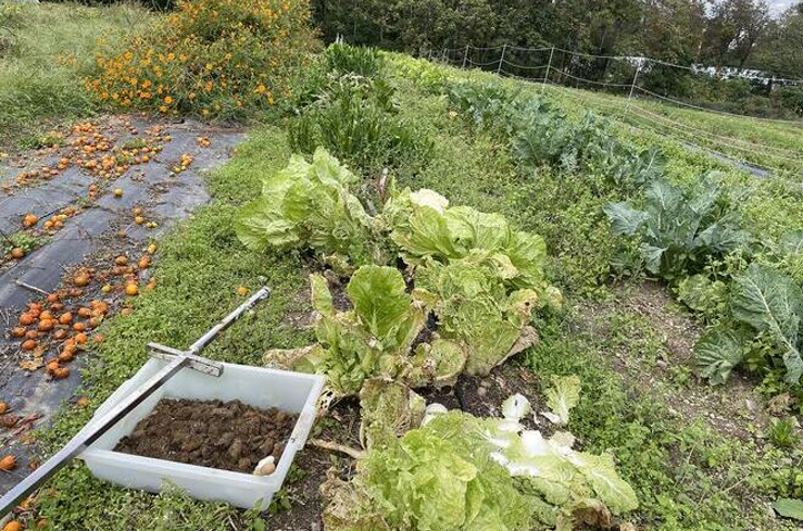 Soil-microbiome-sample-at-an-organic-vegetable-farm-in-New-York-State