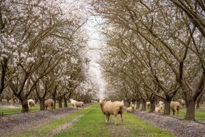 A tree and livestock integration for The Almond Project. Image credit: Daily Harvest