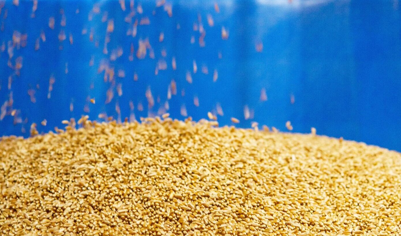 Top 5 Non-GMO Processors Worth Watching in 2026