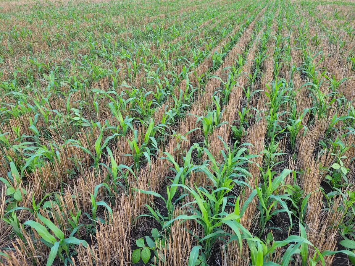 Corn grows with a soil-building mix in wheat stubble at Young Family Farm - Photo by Barry Young - https://ofrf.org/news/lessons-from-the-plains-on-the-transition-to-organic/