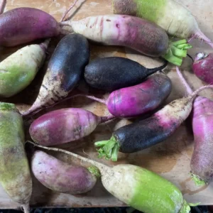 (Green and Purple Mottling on UniquelyBred Radishes - Photo by Dan Brisebois https://danbrisebois.com/2022/10/09/more-radishes-coming-out-of-the-breeding-plots)